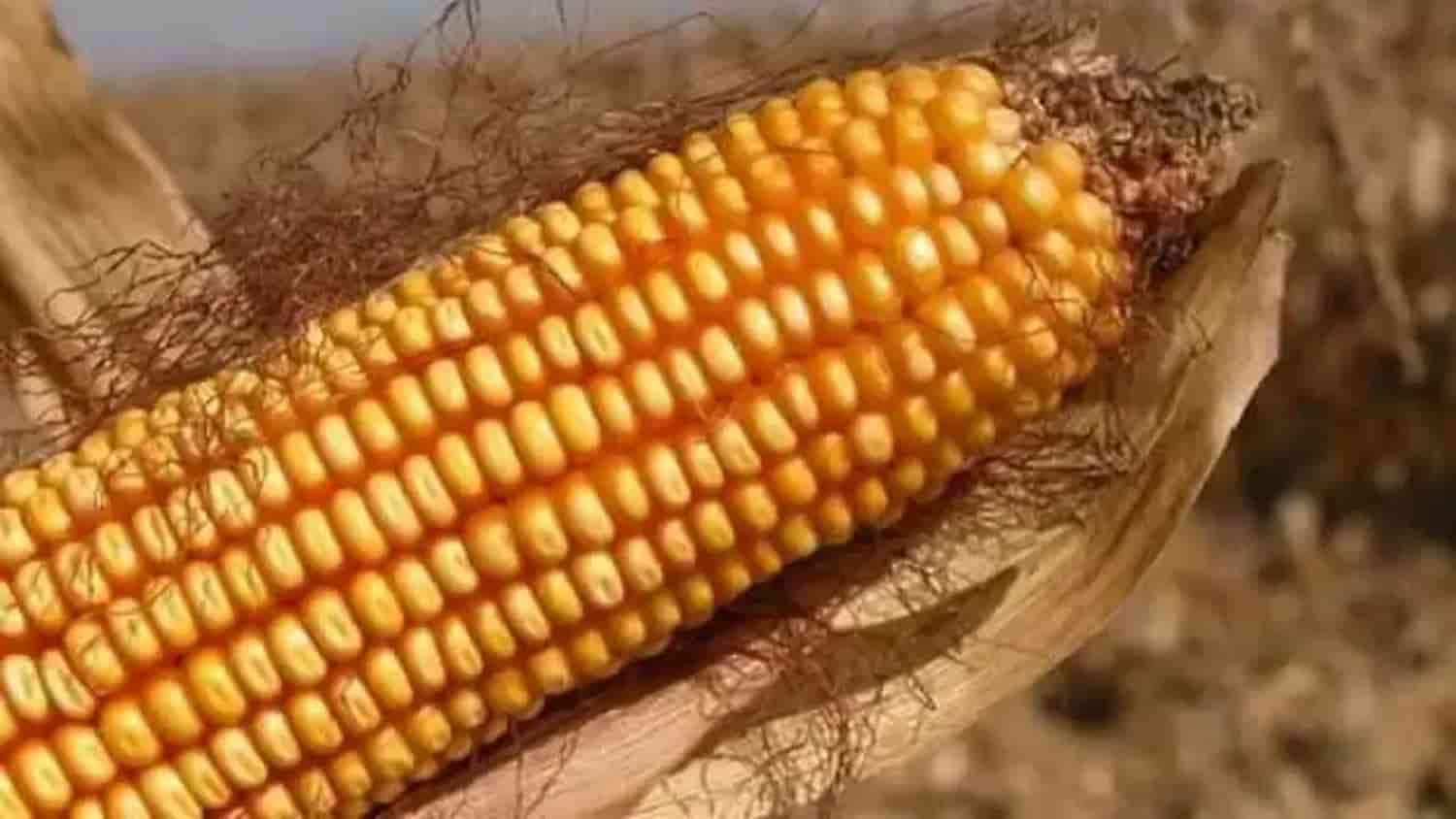 کنسرو ذرت مکزیکی بزرگ با دانه های درشت و شیرین